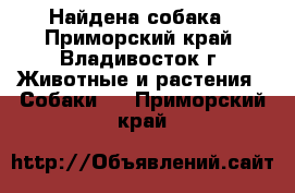 Найдена собака - Приморский край, Владивосток г. Животные и растения » Собаки   . Приморский край